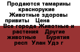 Продаются тамарины краснорукие . Животные здоровы привиты › Цена ­ 85 000 - Все города Животные и растения » Другие животные   . Бурятия респ.,Улан-Удэ г.